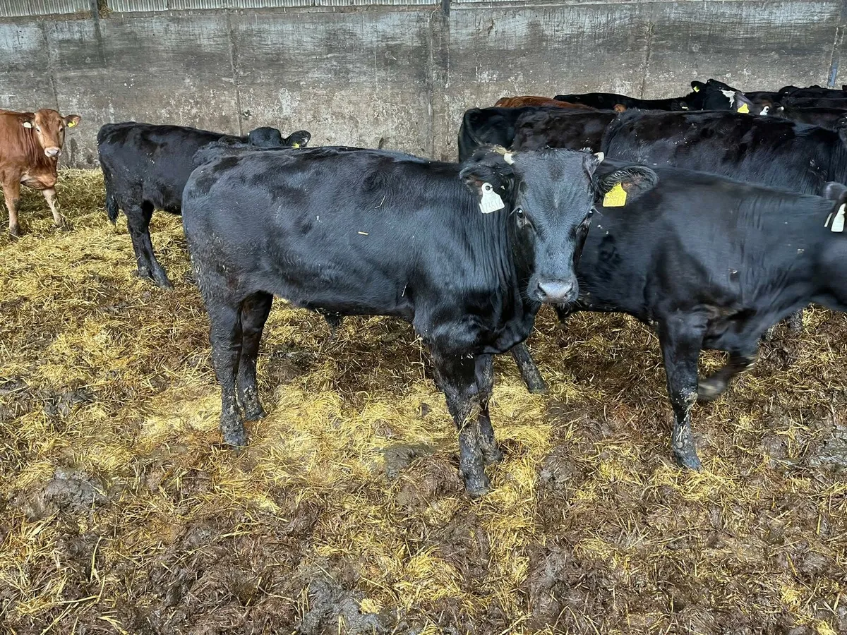 80 weanlings Enniscorthy Mart 23rd of September - Image 1