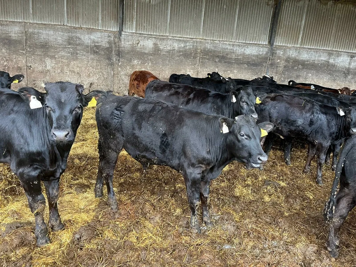 80 weanlings Enniscorthy Mart 23rd of September - Image 3