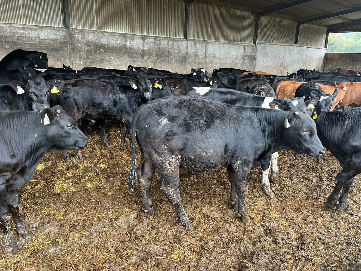80 weanlings Enniscorthy Mart 23rd of September - Image 4