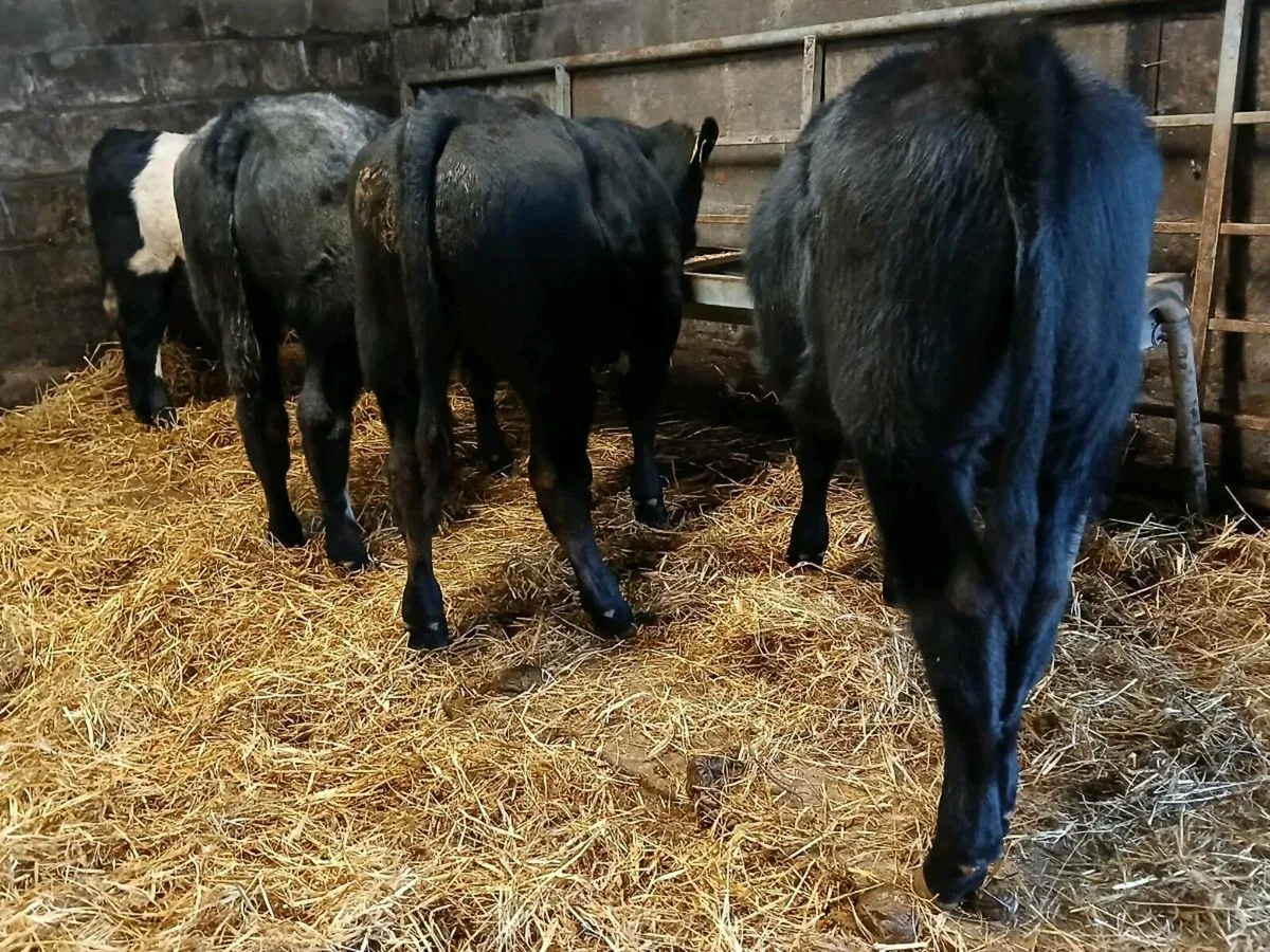 4 Suckler Bred Limousin Bull Weanlings - Image 4
