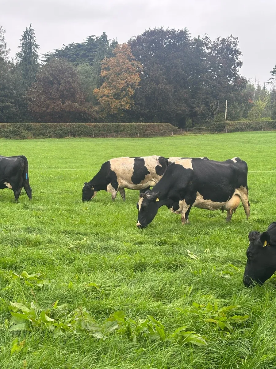 Incalf cows suitable for calf rearing - Image 1