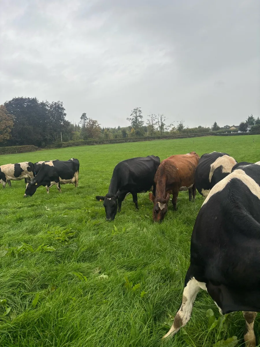 Incalf cows suitable for calf rearing - Image 2