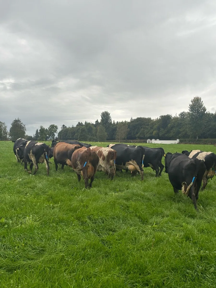 Incalf cows suitable for calf rearing - Image 3