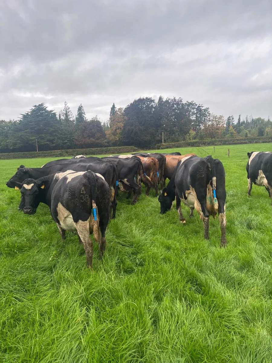 Incalf cows suitable for calf rearing - Image 4