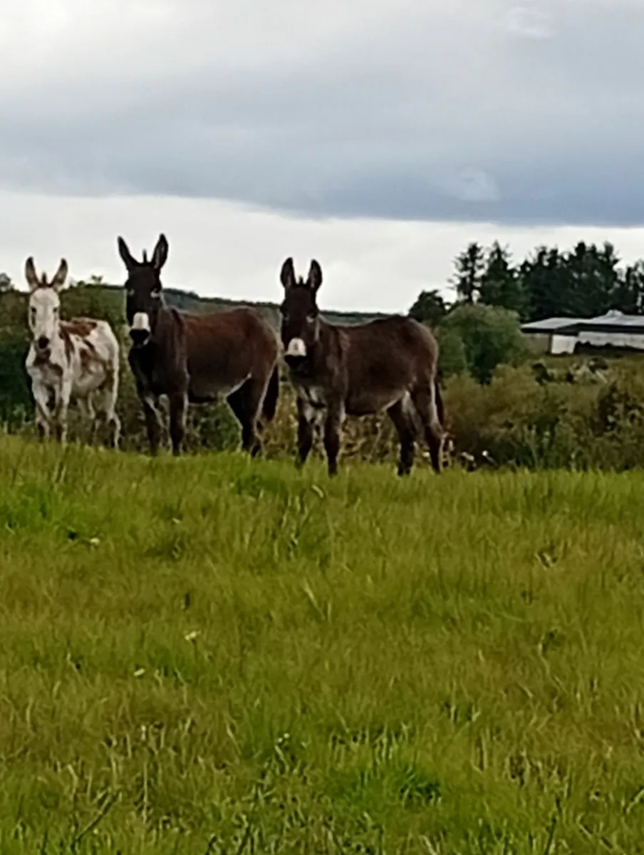 Mare donkey and foal - Image 1