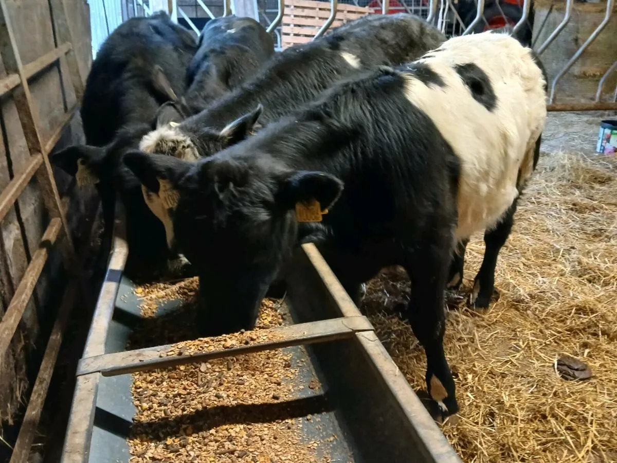 4 Suckler Bred Limousin Bull Weanlings - Image 1