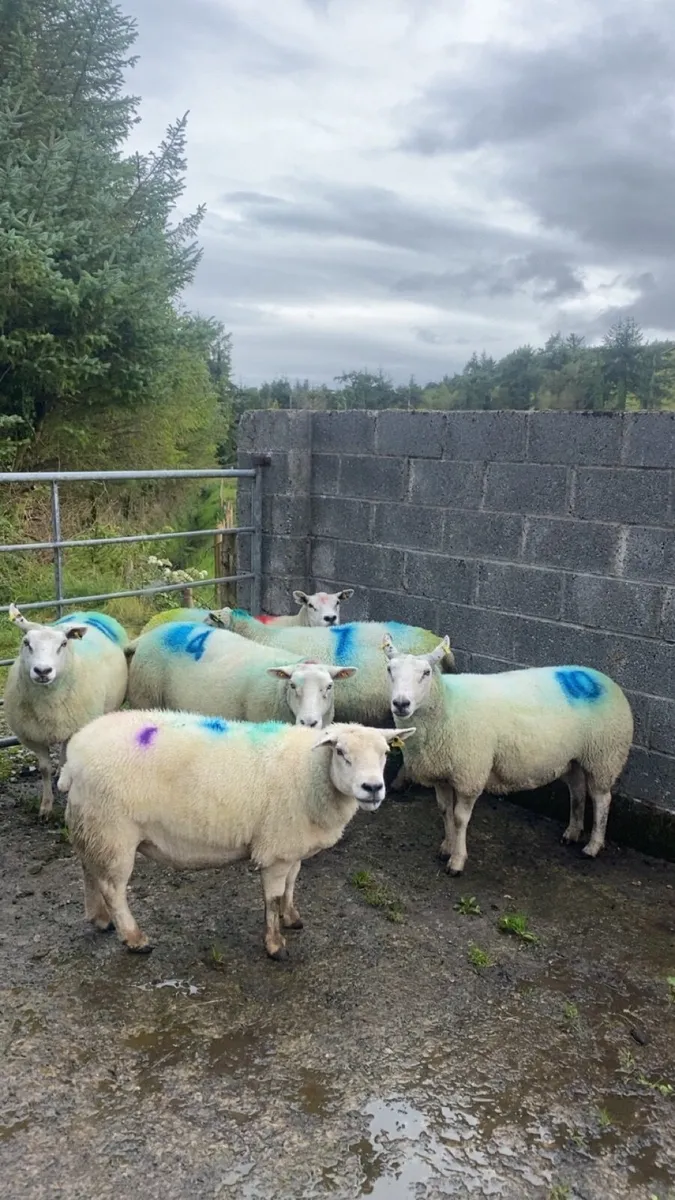 6 tipped Texel ewes - Image 2