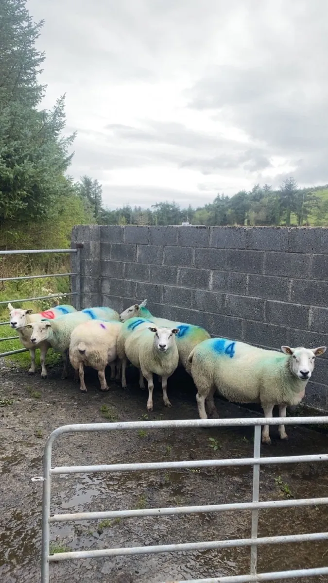 6 tipped Texel ewes - Image 1