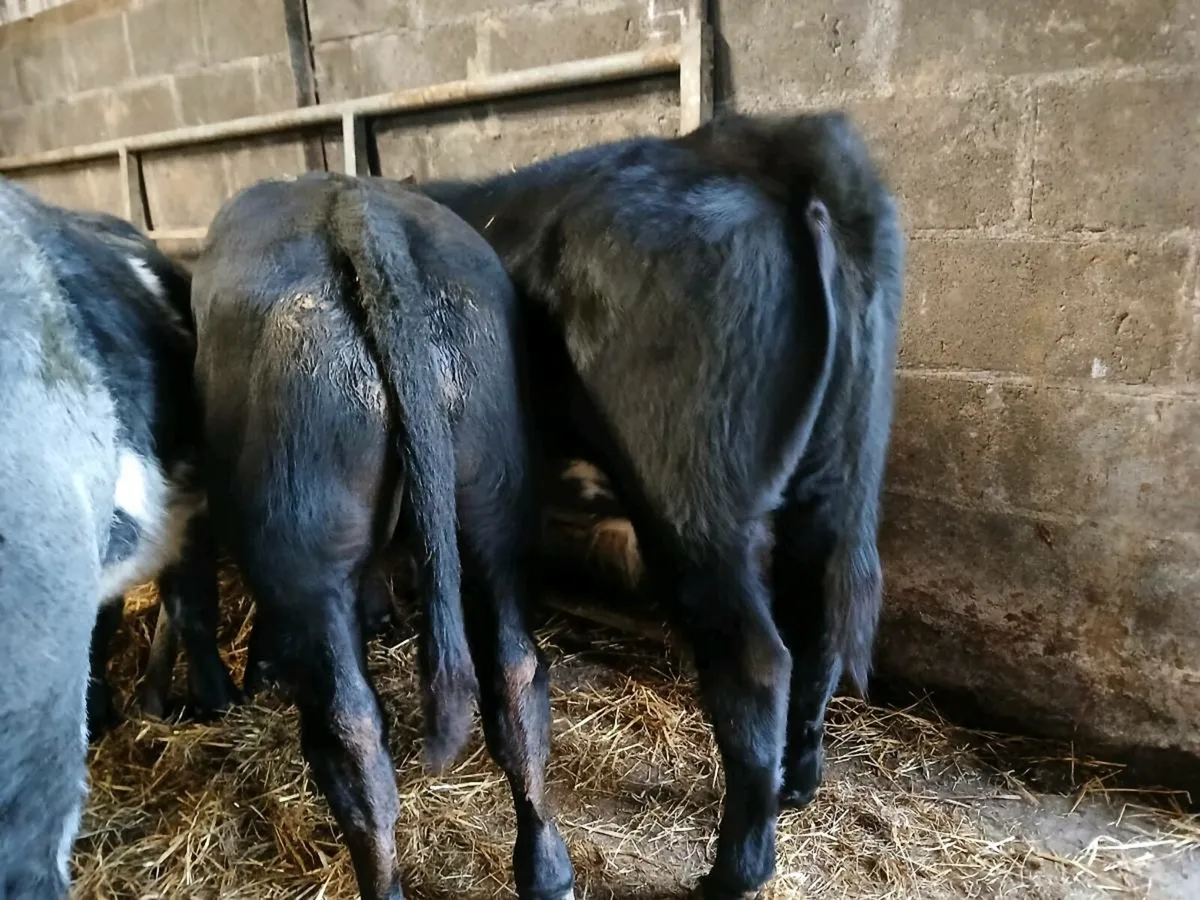 4 Suckler Bred Limousin Bull Weanlings - Image 2