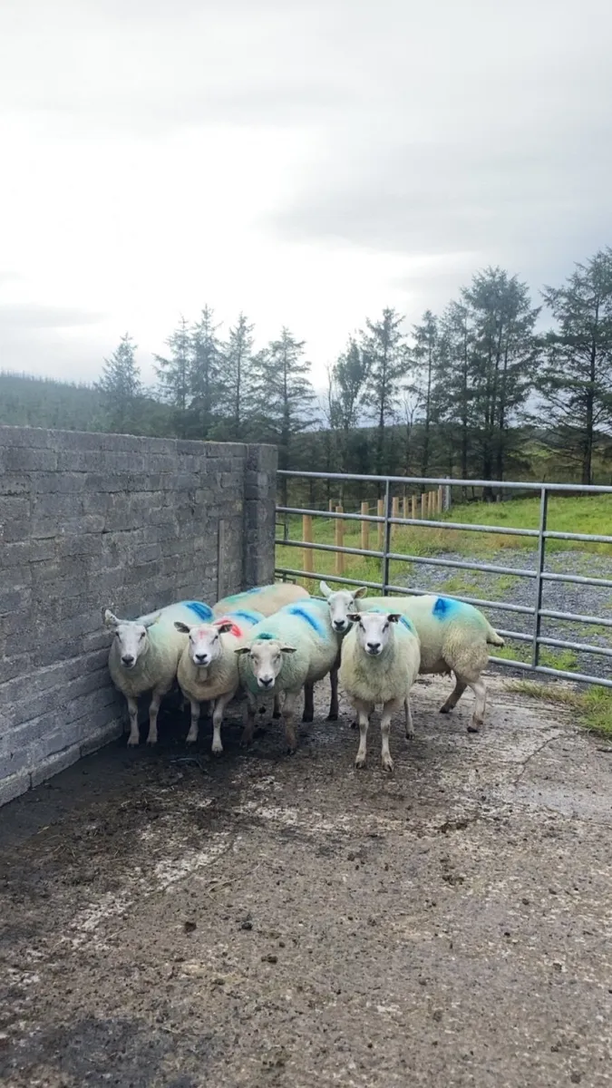 6 tipped Texel ewes - Image 3