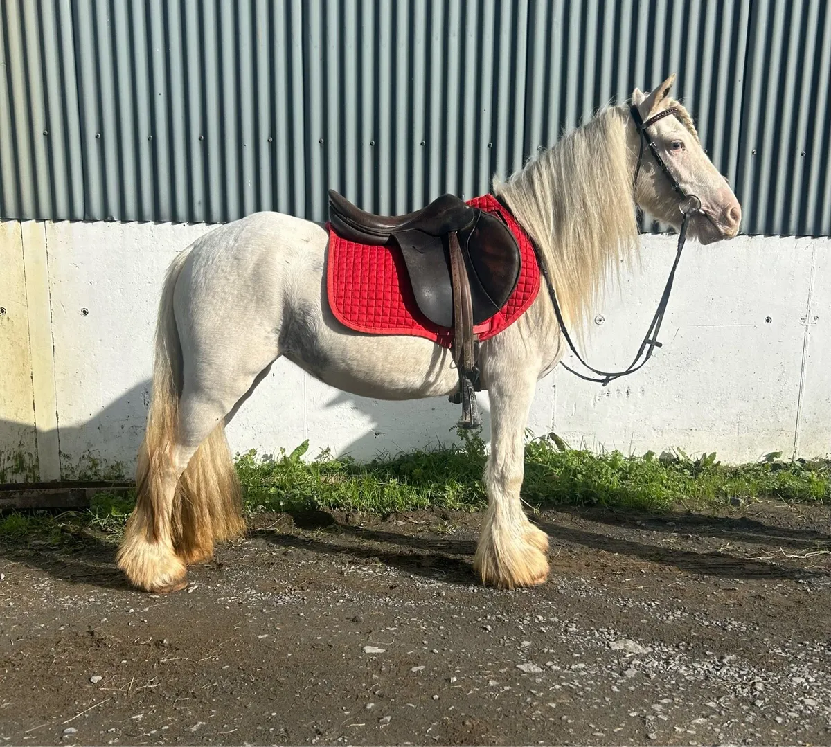 Begginers pony - Image 1
