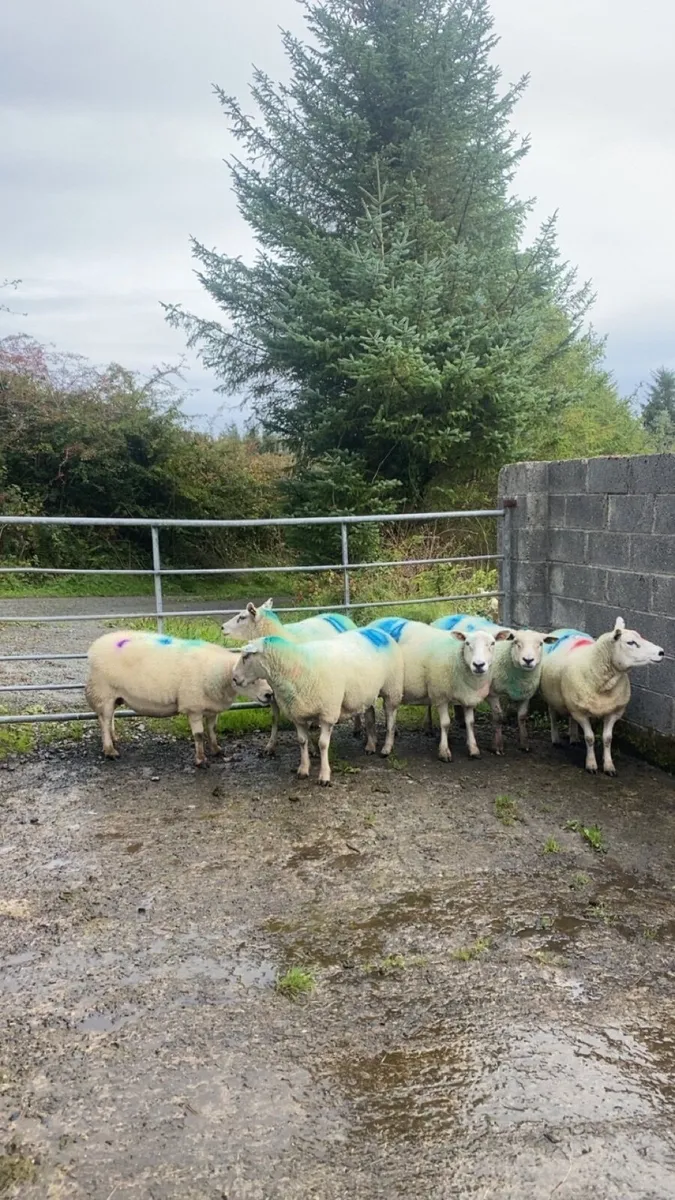 6 tipped Texel ewes - Image 4