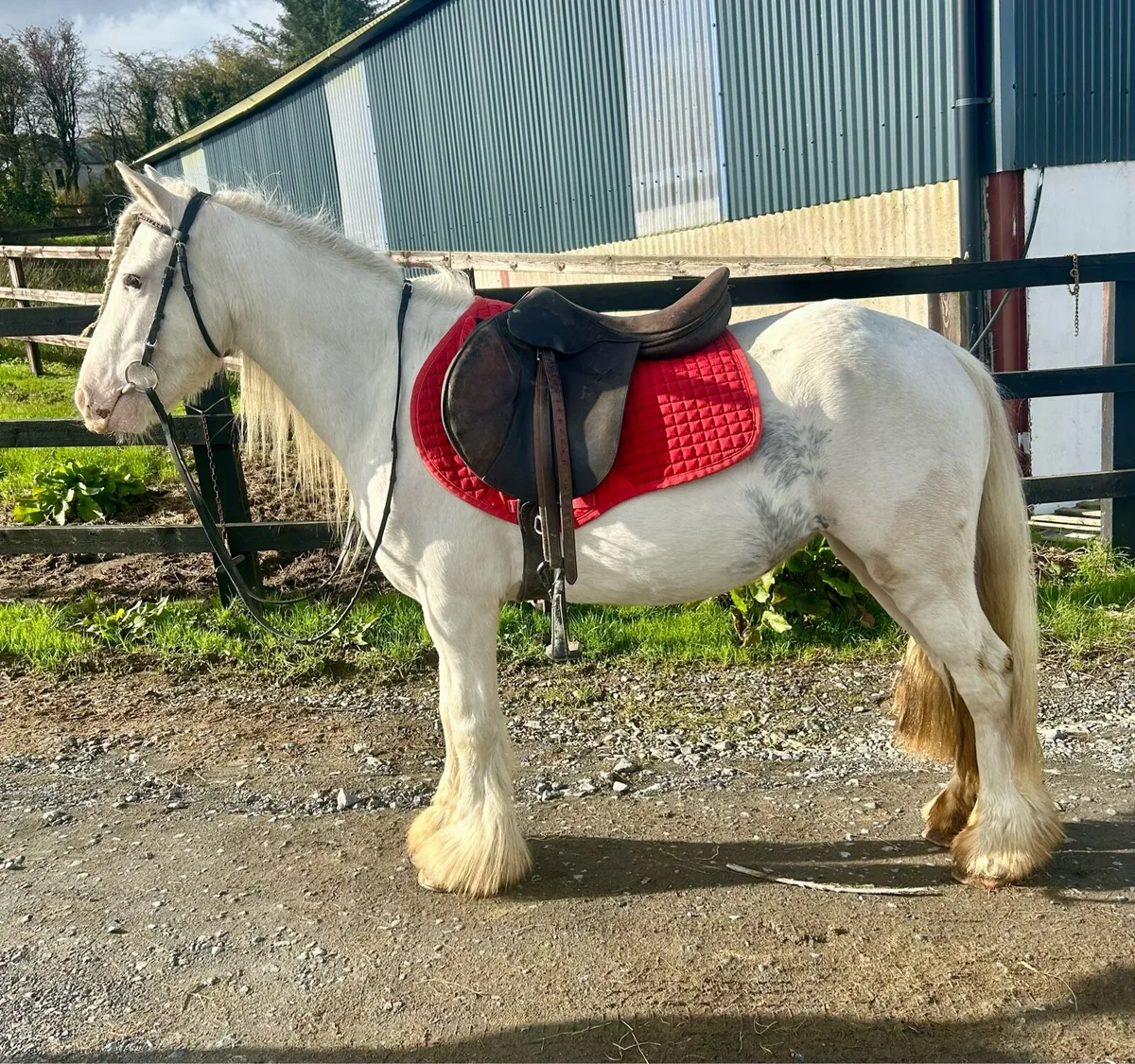 Begginers pony - Image 2
