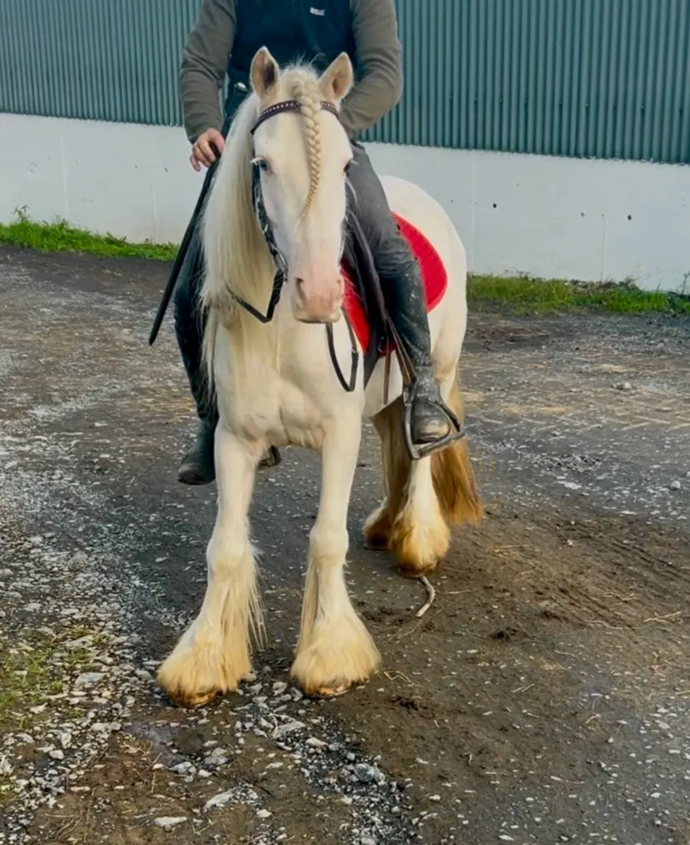 Begginers pony - Image 4