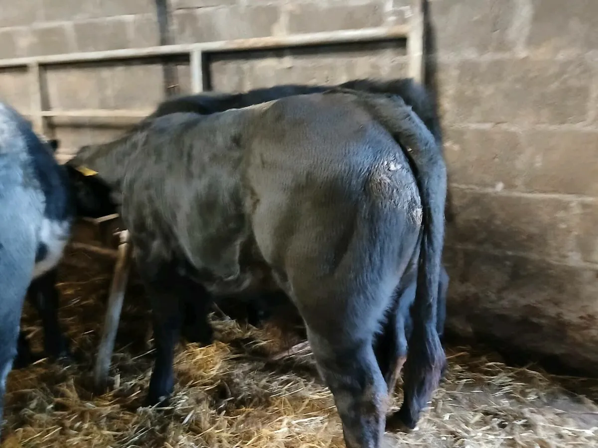 4 Suckler Bred Limousin Bull Weanlings - Image 3