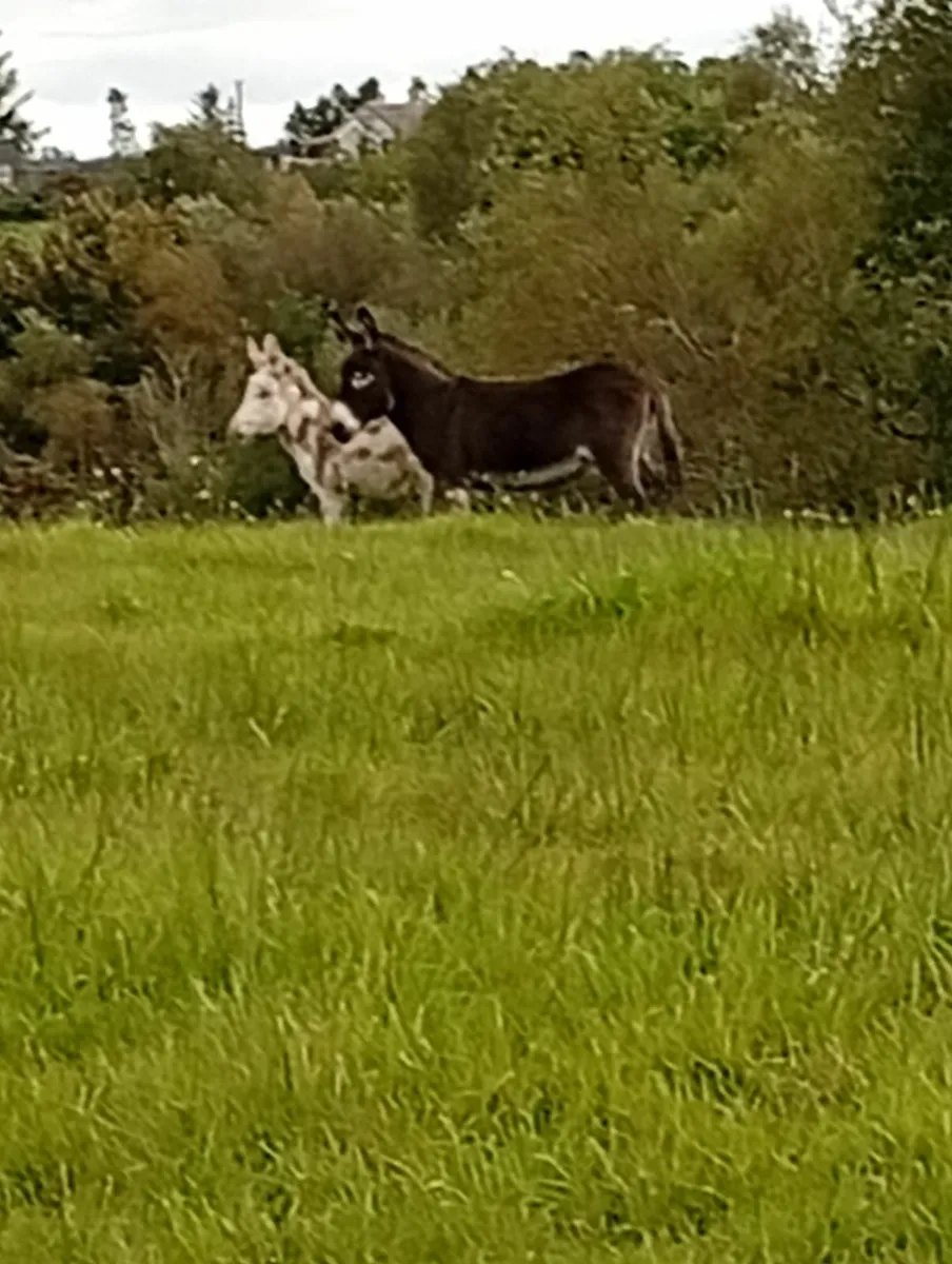 Mare donkey and foal - Image 4