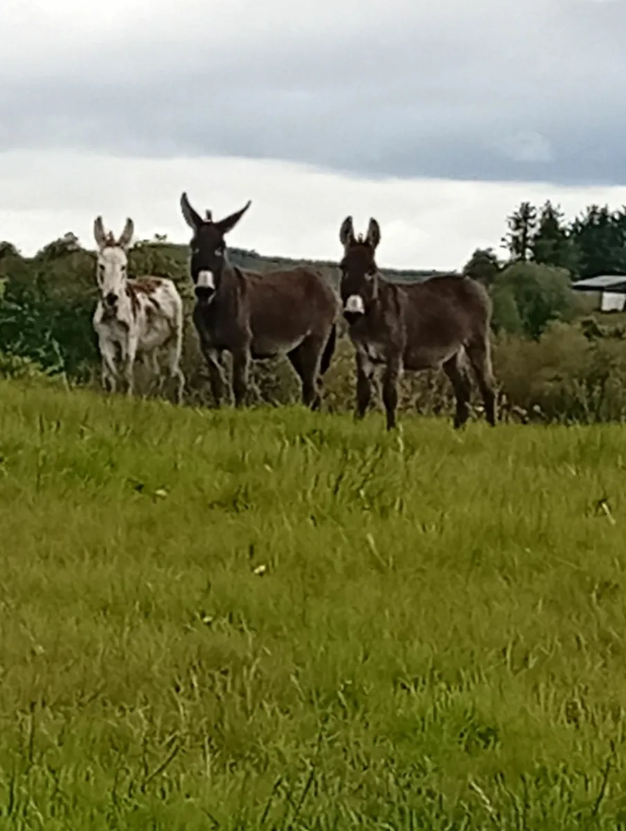 Mare donkey and foal - Image 2