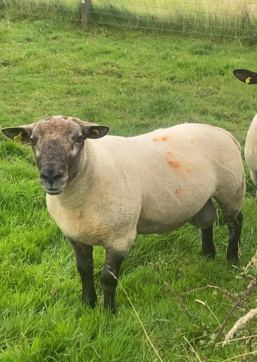 Suftex hogget ram - Image 1