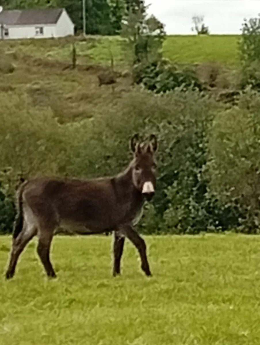 Mare donkey and foal - Image 3