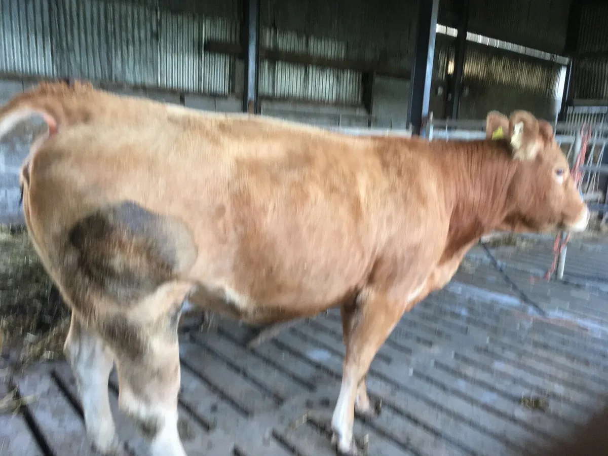 Pedigree registered Limousin cow - Image 2