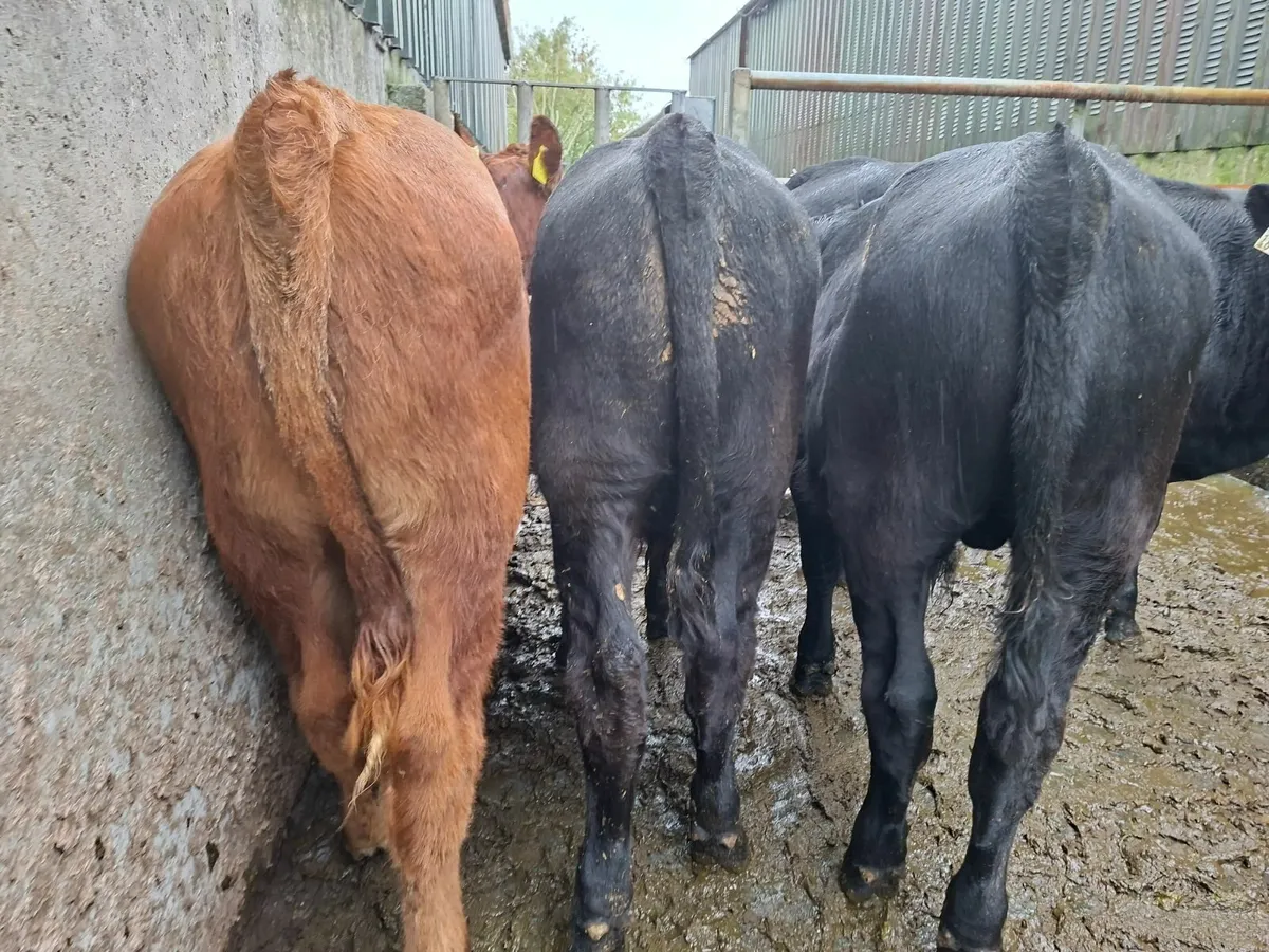 Angus Bulls - Image 2