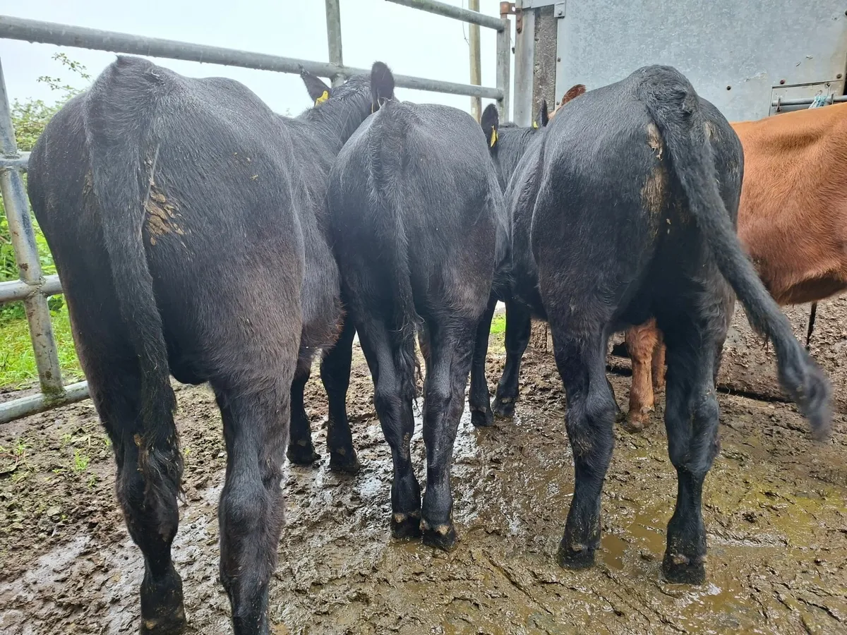 Angus Bulls - Image 3