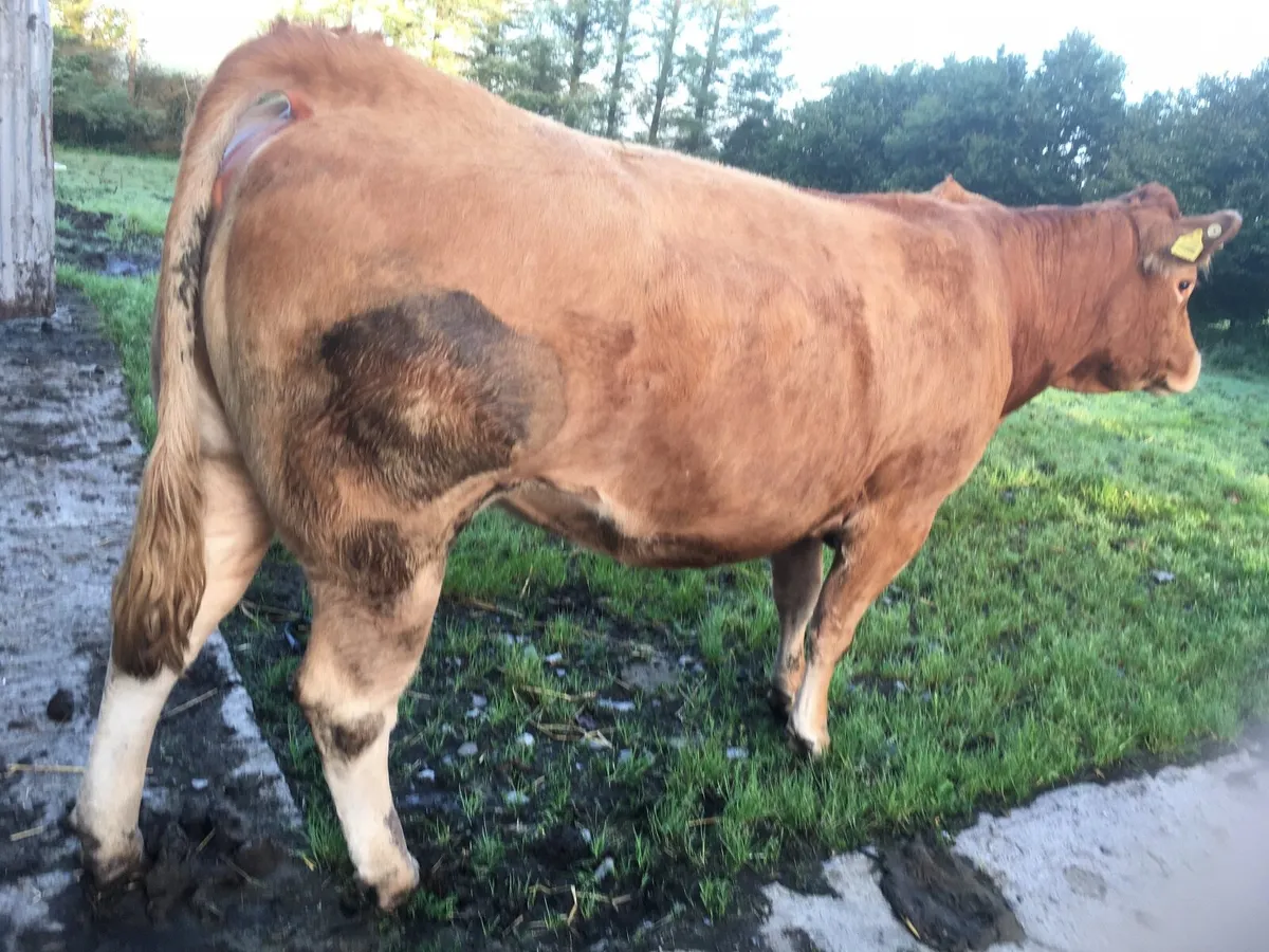 Pedigree registered Limousin cow - Image 1