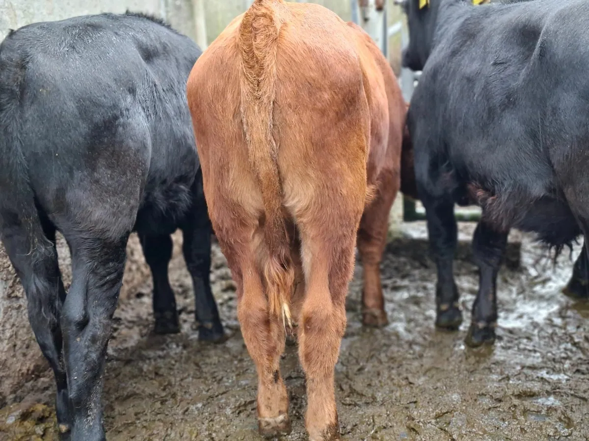 Angus Bulls - Image 1