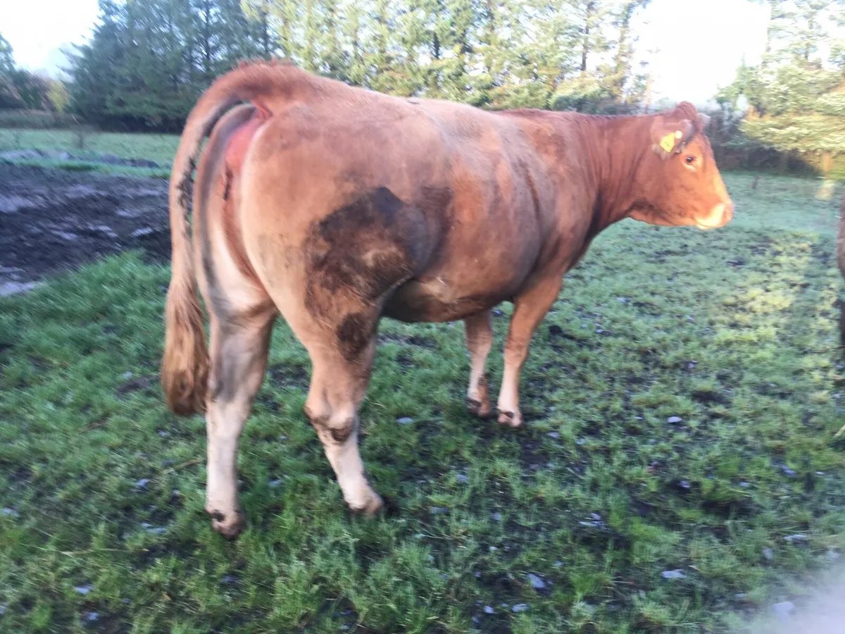 Pedigree registered Limousin cow - Image 3