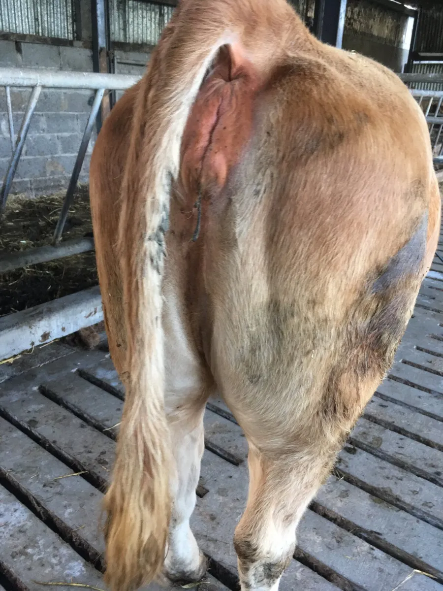 Pedigree registered Limousin cow - Image 4