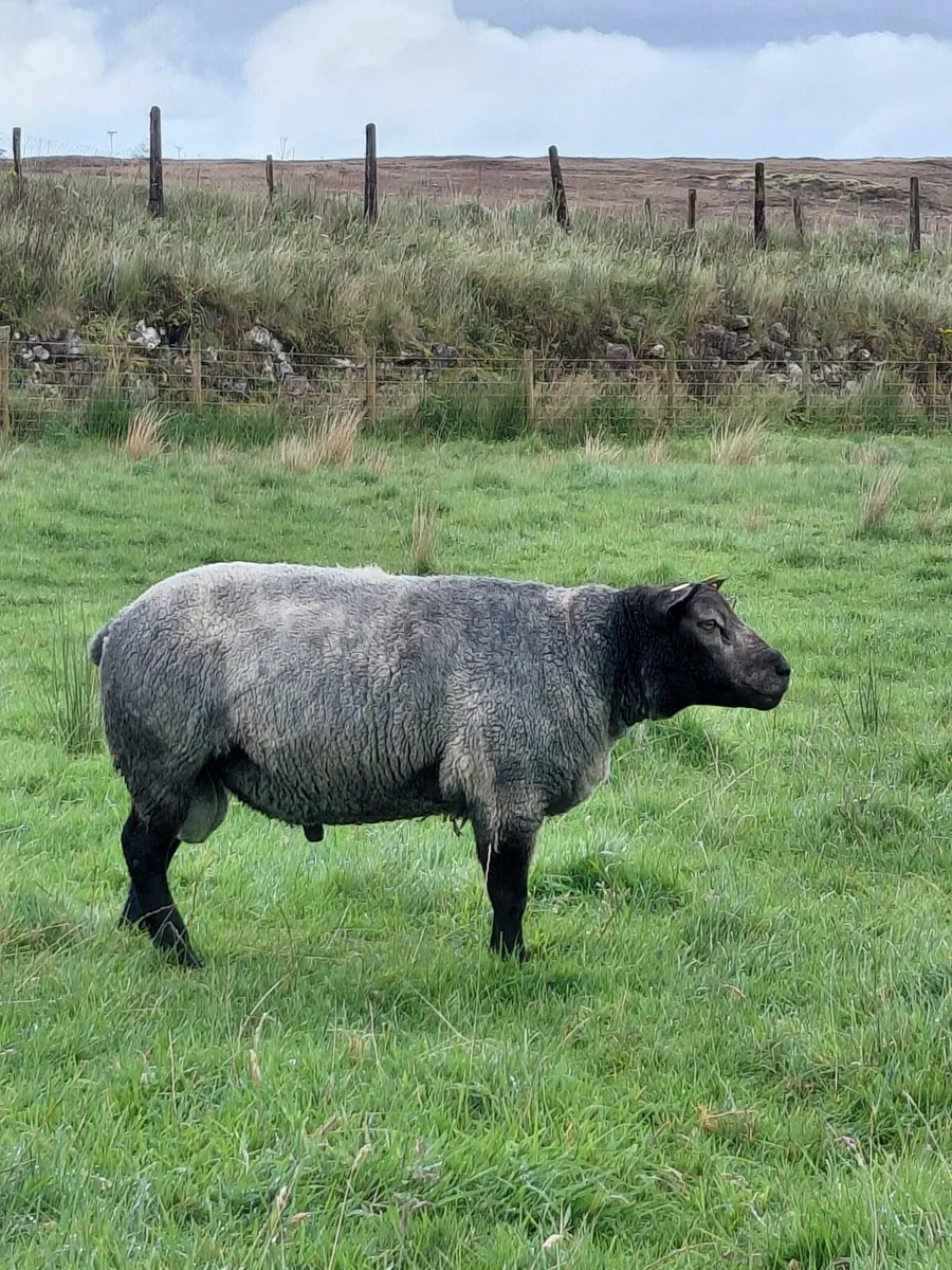 Blue texel rams pedigree - Image 3