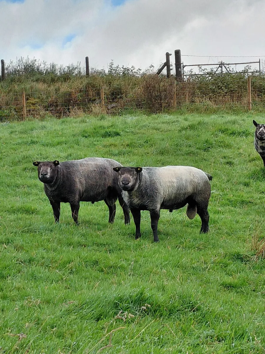 Blue texel rams pedigree - Image 2