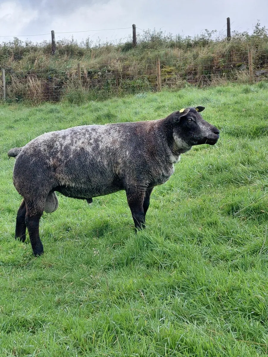 Blue texel rams pedigree - Image 1