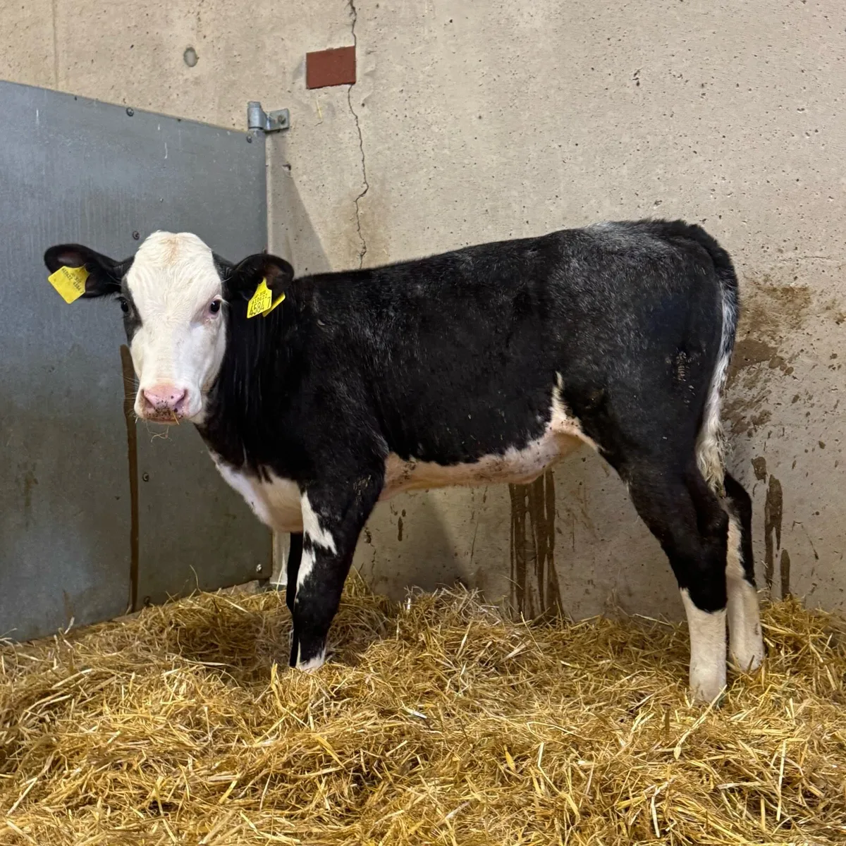 Belgian Blue & Simmental Heifers - Image 1