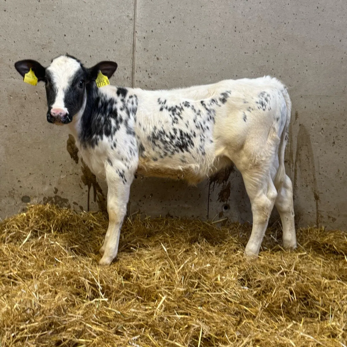 Belgian Blue & Simmental Heifers - Image 2