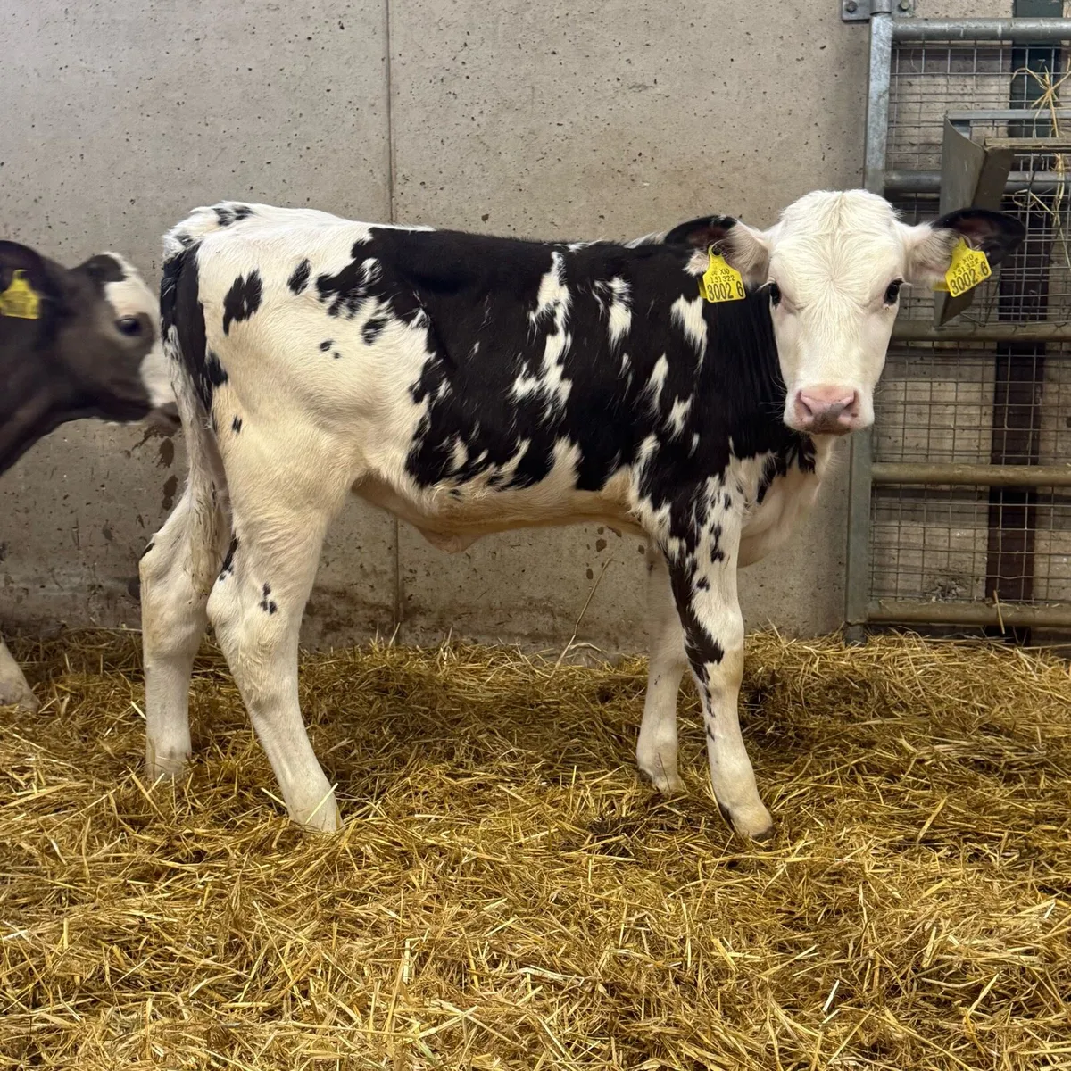 Belgian Blue & Simmental Heifers - Image 3