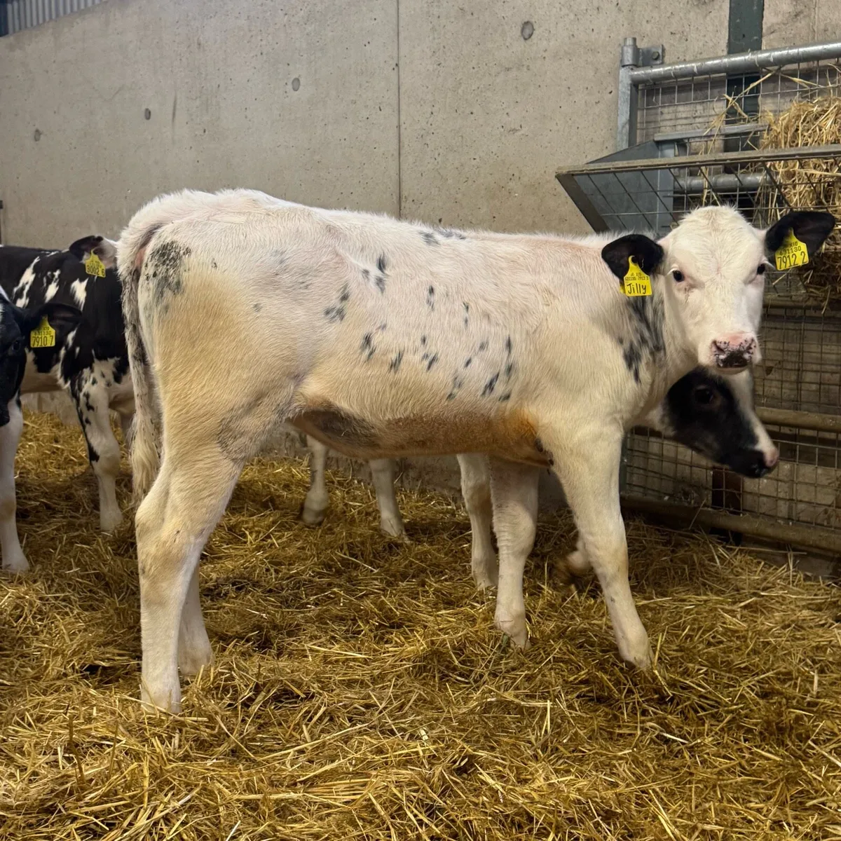 Belgian Blue & Simmental Heifers - Image 4