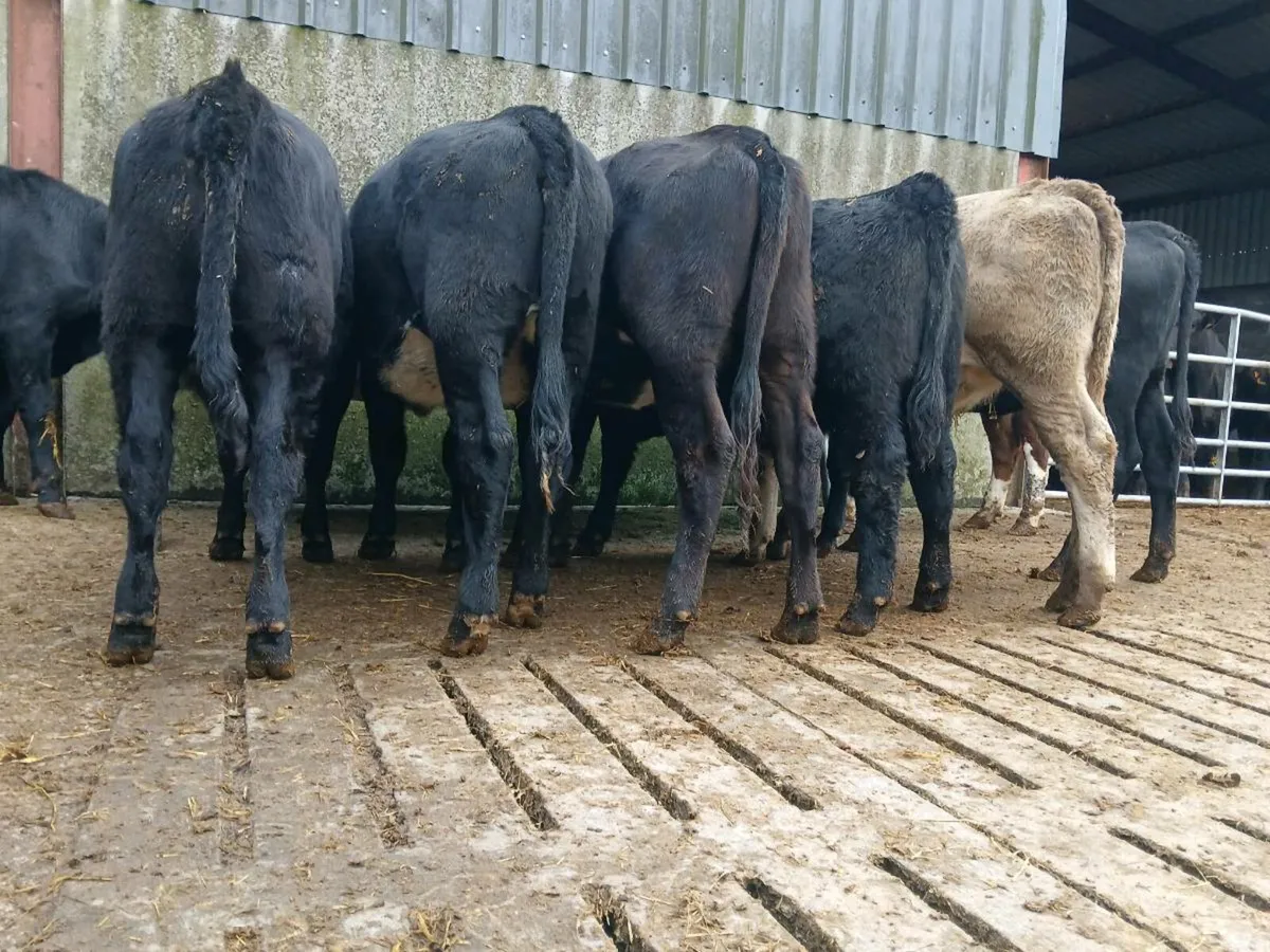 10 Super Angus Heifers - Image 1