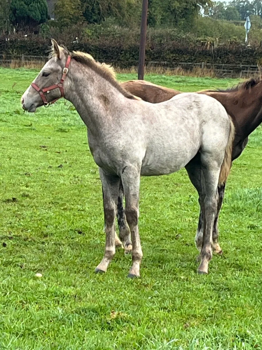 Colt foal - Image 2