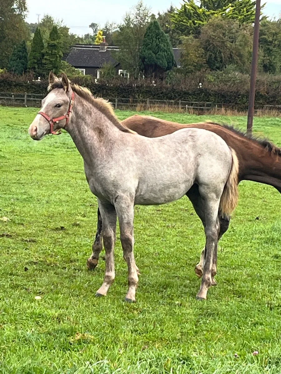 Colt foal - Image 3