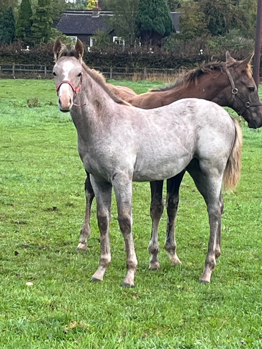 Colt foal - Image 1