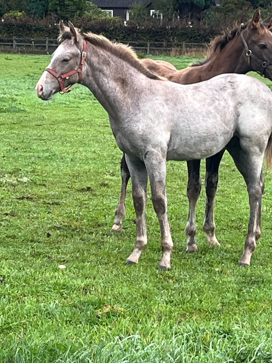 Colt foal - Image 4