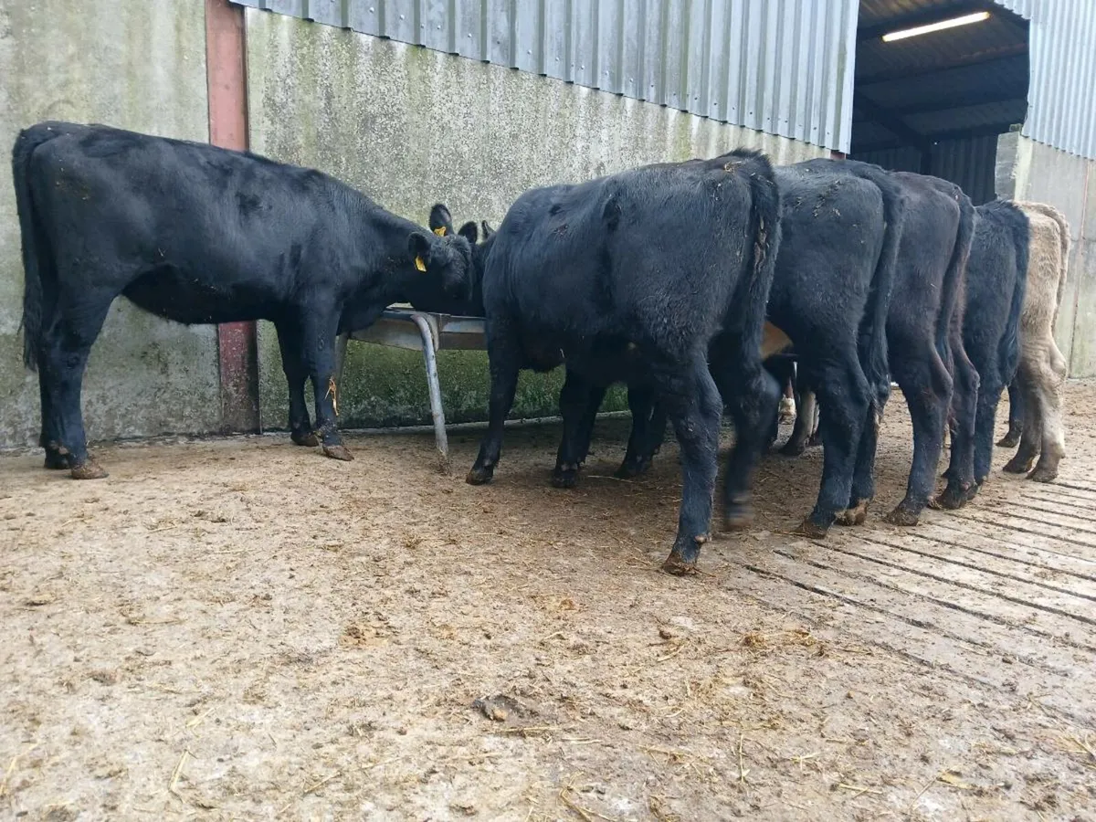 10 Super Angus Heifers - Image 3
