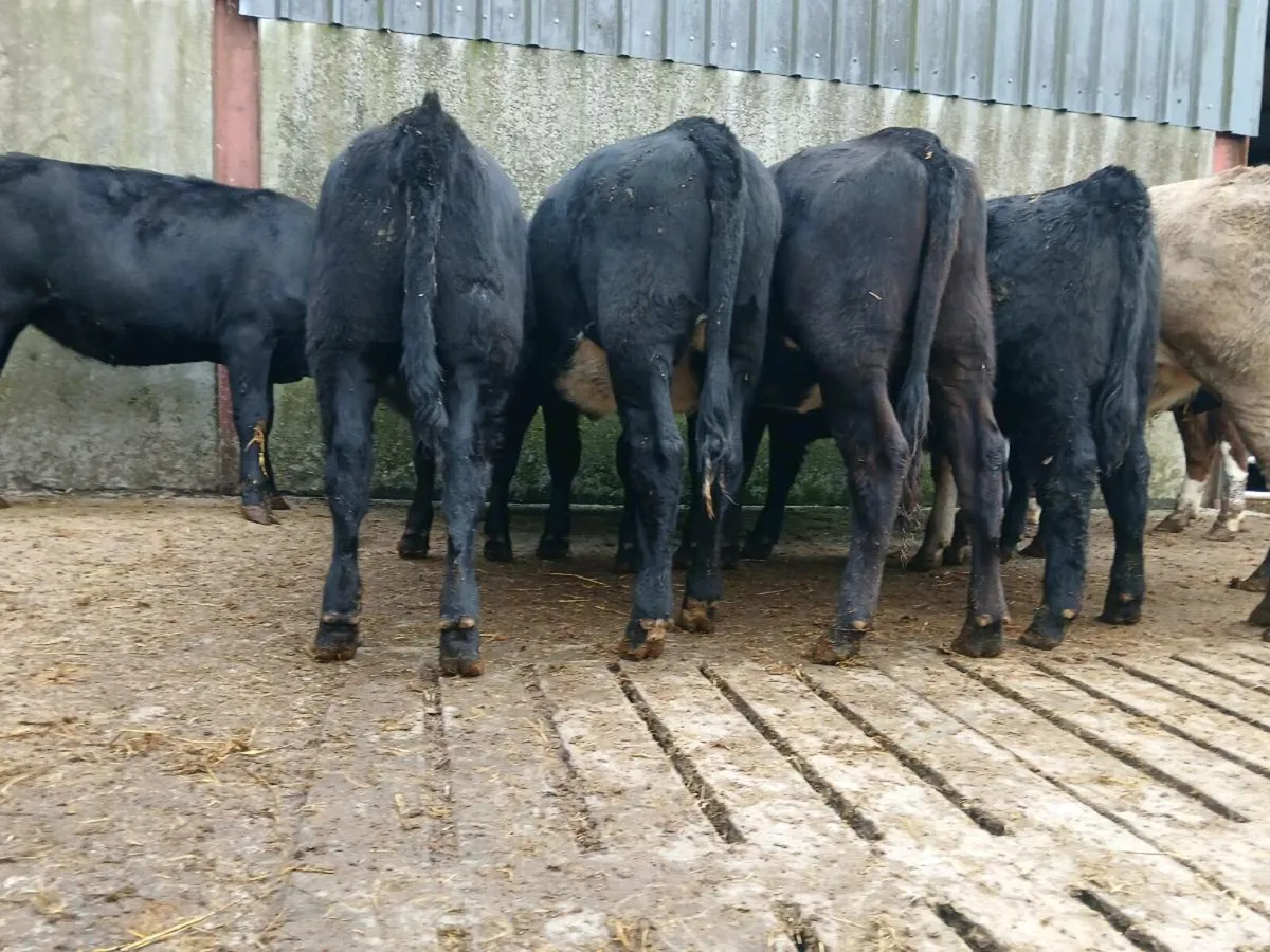 10 Super Angus Heifers - Image 4
