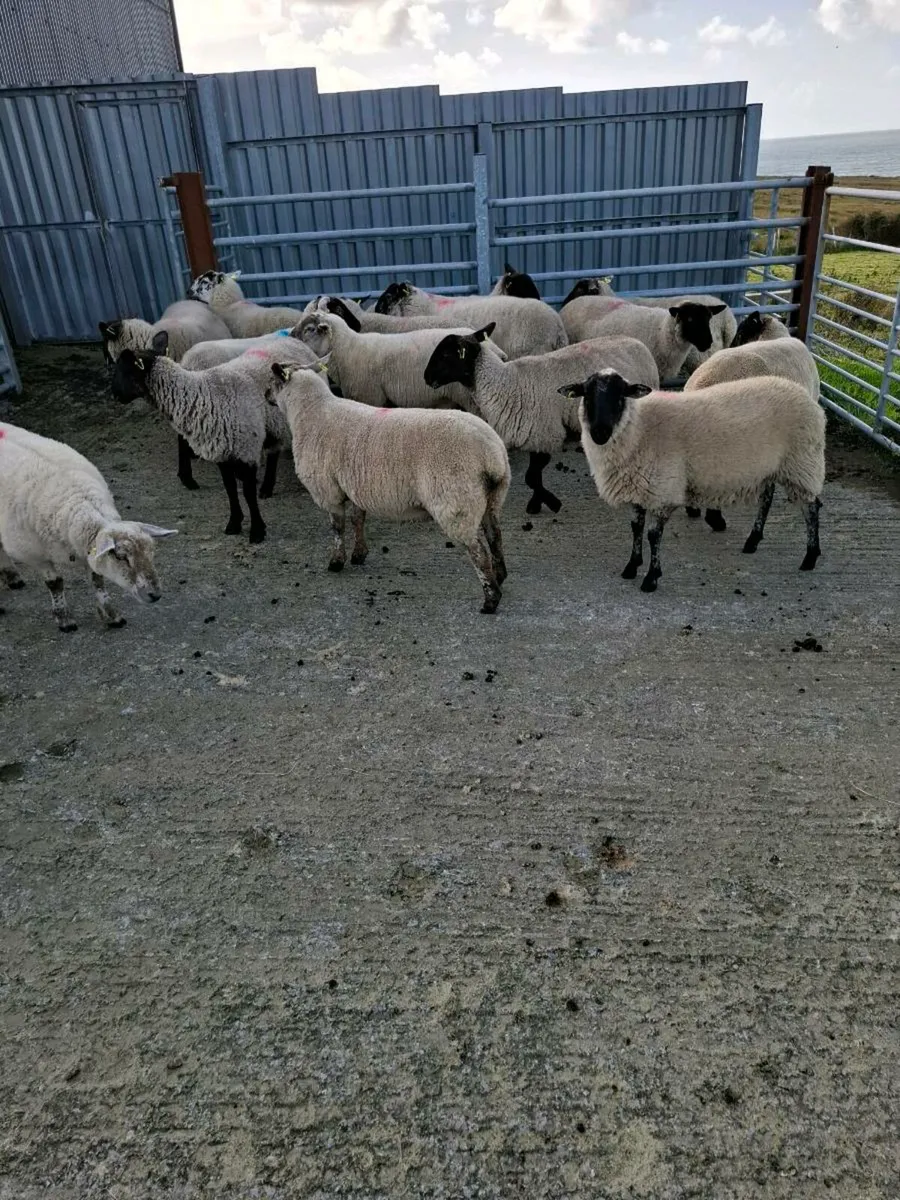17 Hoggets - Image 1