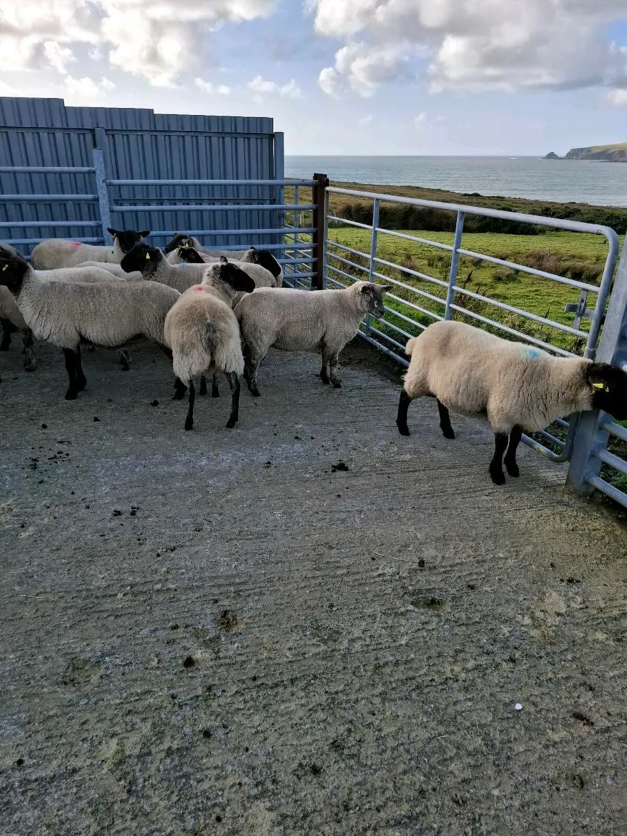 17 Hoggets - Image 2