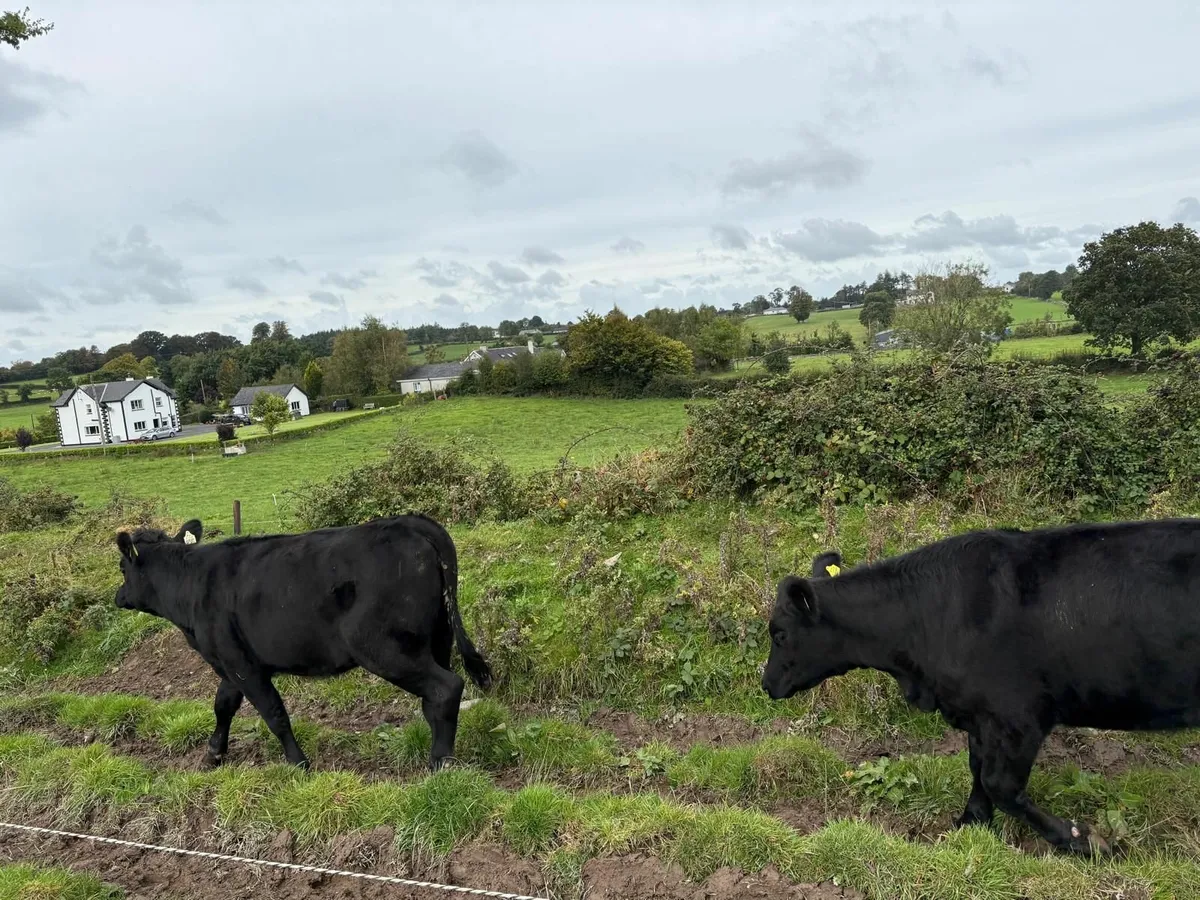 Organic Cattle/will sell to conventional farmers - Image 2