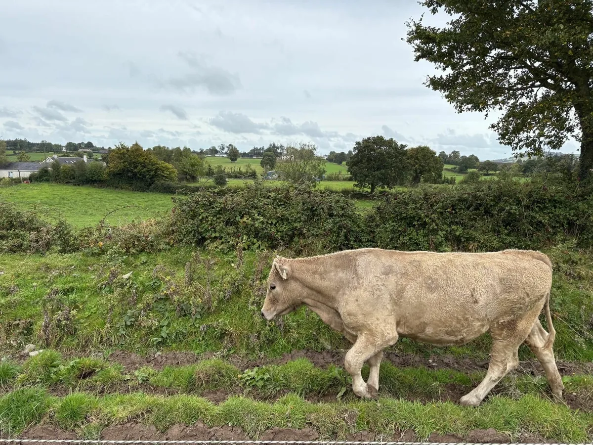 Organic Cattle/will sell to conventional farmers - Image 3