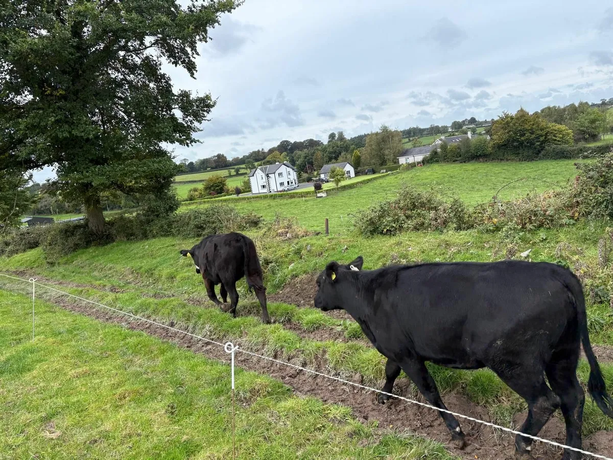 Organic Cattle/will sell to conventional farmers - Image 4
