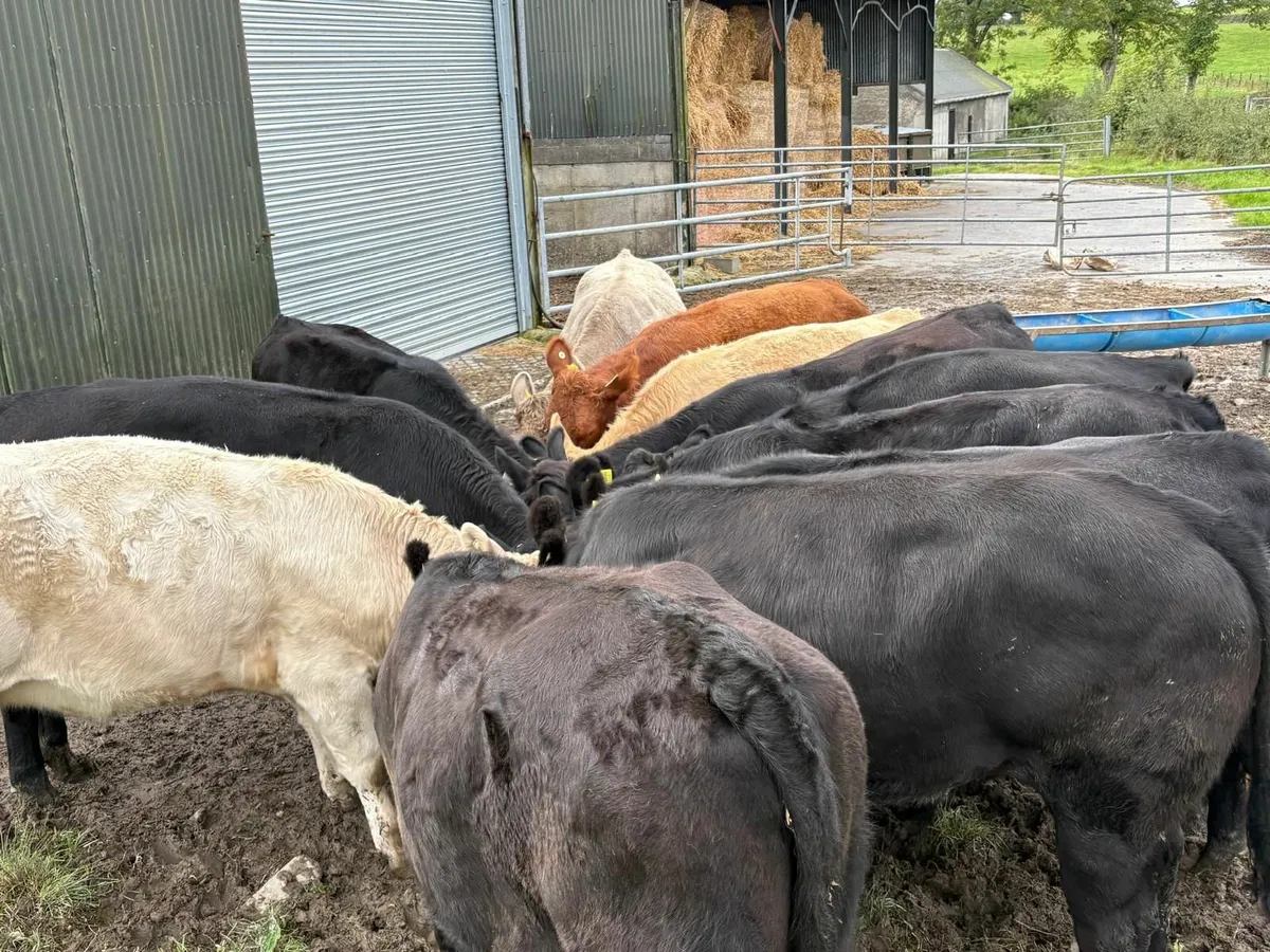 Organic Cattle/will sell to conventional farmers - Image 1